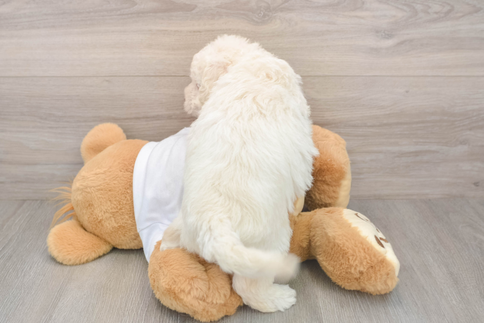 Best Mini Labradoodle Baby