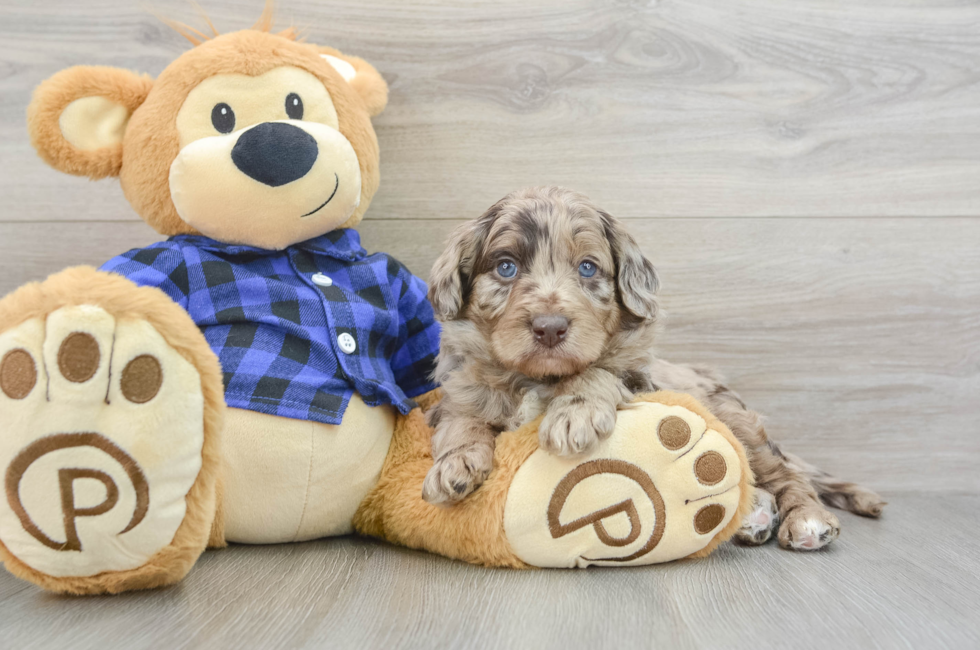 5 week old Mini Labradoodle Puppy For Sale - Seaside Pups