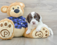 6 week old Mini Labradoodle Puppy For Sale - Seaside Pups