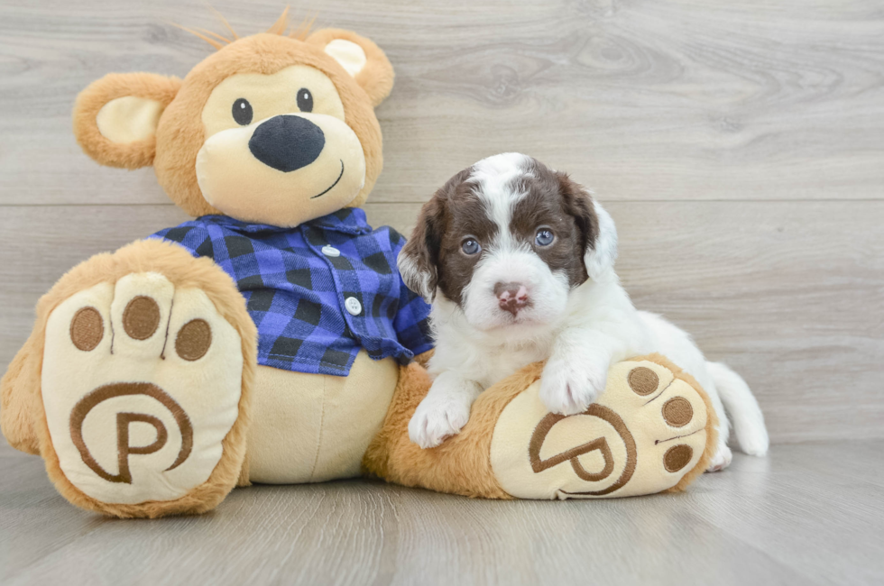 5 week old Mini Labradoodle Puppy For Sale - Seaside Pups