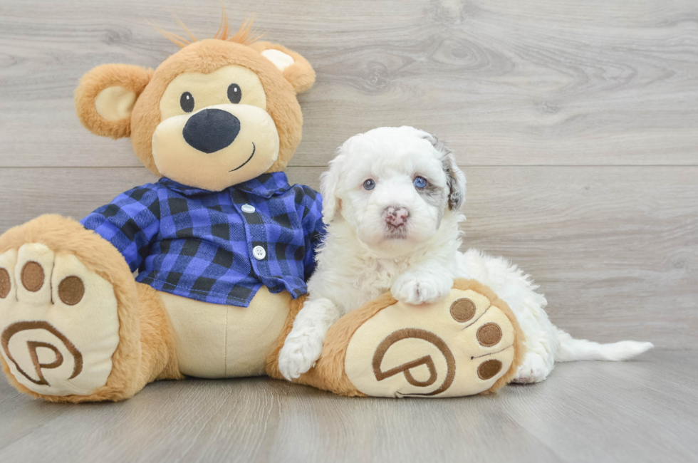 5 week old Mini Labradoodle Puppy For Sale - Seaside Pups