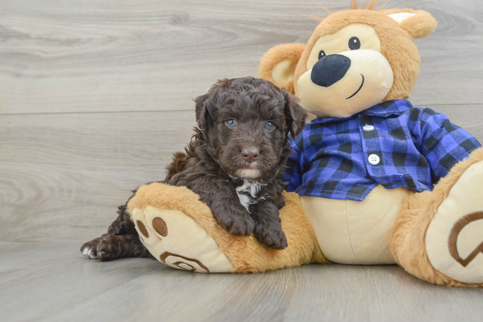 Energetic Labrapoo Poodle Mix Puppy