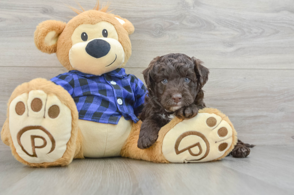 5 week old Mini Labradoodle Puppy For Sale - Seaside Pups