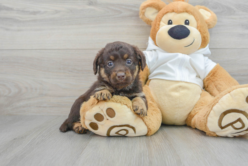 Meet Rosario - our Mini Labradoodle Puppy Photo  2/3 - Seaside Pups Best Mini Labradoodle Baby