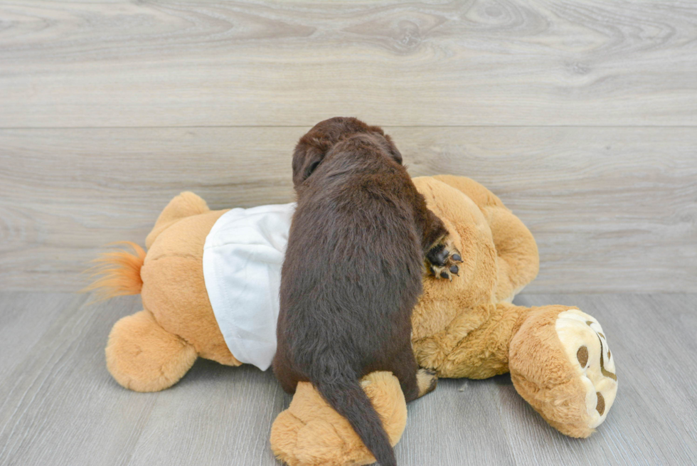 Meet Rosario - our Mini Labradoodle Puppy Photo  3/3 - Seaside Pups Mini Labradoodle Pup Being Cute