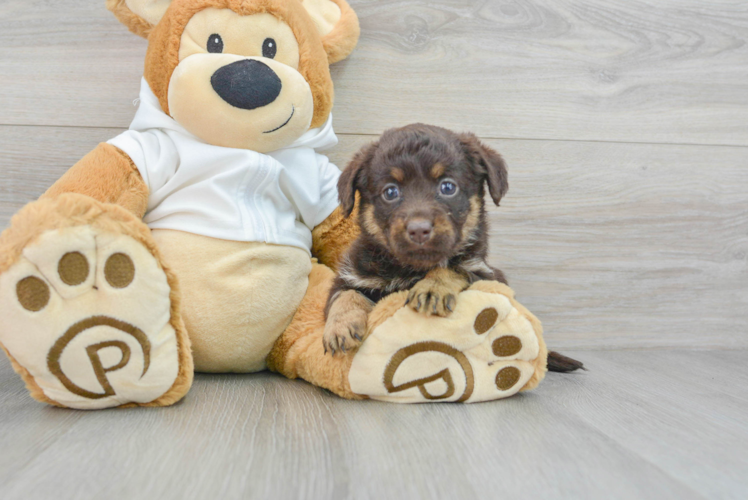 Meet Rosario - our Mini Labradoodle Puppy Photo  1/3 - Seaside Pups Mini Labradoodle Puppy for Adoption