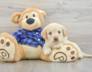 7 week old Mini Labradoodle Puppy For Sale - Seaside Pups