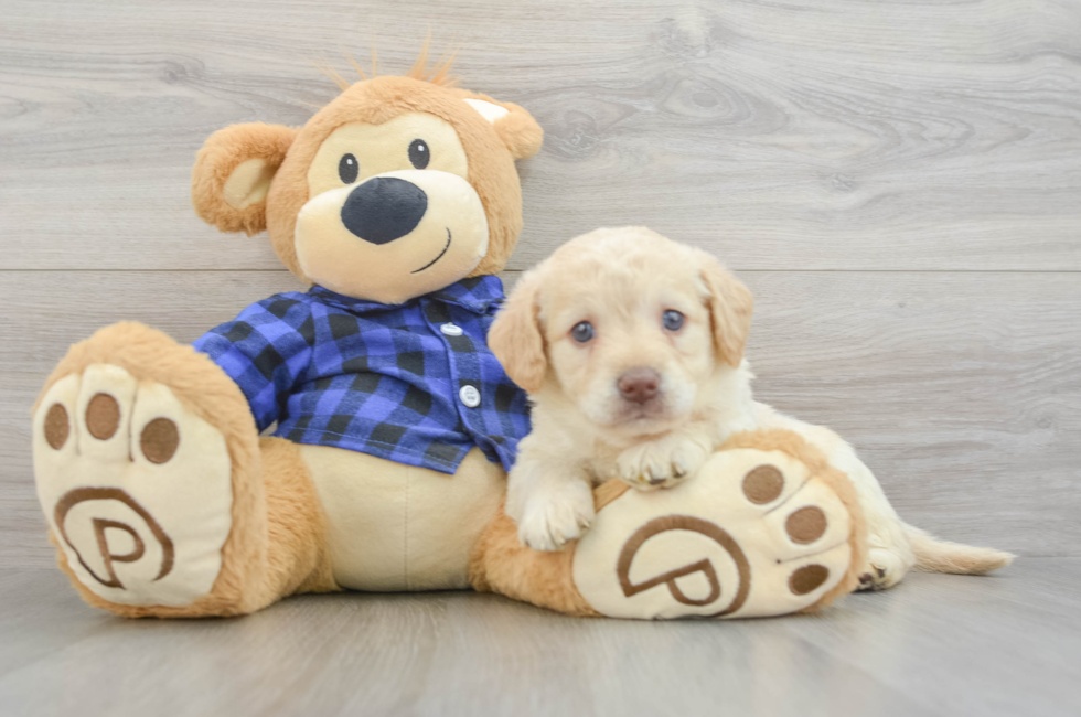 7 week old Mini Labradoodle Puppy For Sale - Seaside Pups