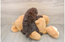 Mini Labradoodle Puppy for Adoption