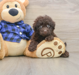 7 week old Mini Labradoodle Puppy For Sale - Seaside Pups
