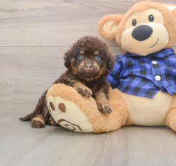 8 week old Mini Labradoodle Puppy For Sale - Seaside Pups