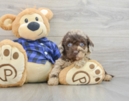9 week old Mini Labradoodle Puppy For Sale - Seaside Pups
