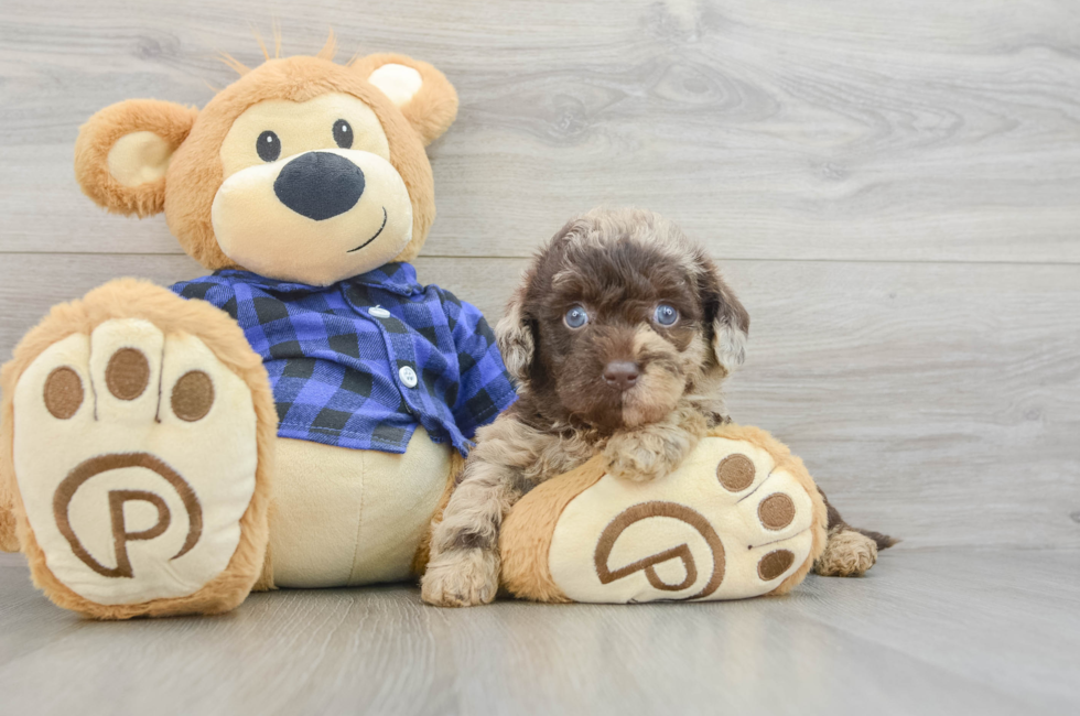 7 week old Mini Labradoodle Puppy For Sale - Seaside Pups