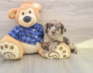 5 week old Mini Labradoodle Puppy For Sale - Seaside Pups