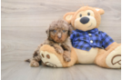Happy Mini Labradoodle Baby