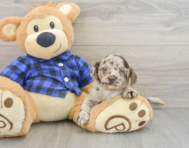 8 week old Mini Labradoodle Puppy For Sale - Seaside Pups