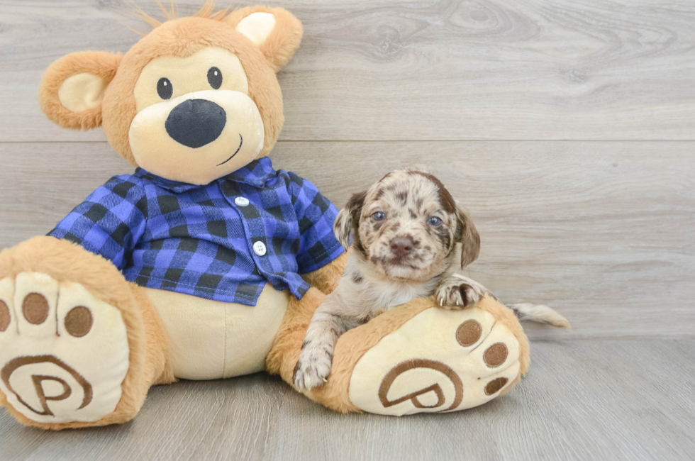 7 week old Mini Labradoodle Puppy For Sale - Seaside Pups