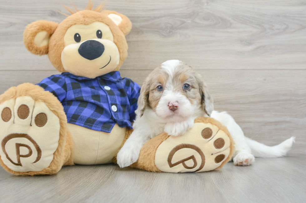 6 week old Mini Labradoodle Puppy For Sale - Seaside Pups