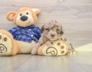 6 week old Mini Labradoodle Puppy For Sale - Seaside Pups