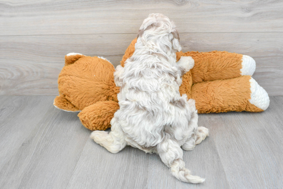 Cute Mini Labradoodle Baby