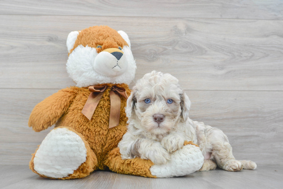 Best Mini Labradoodle Baby