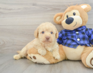 7 week old Mini Labradoodle Puppy For Sale - Seaside Pups