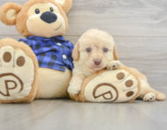 7 week old Mini Labradoodle Puppy For Sale - Seaside Pups