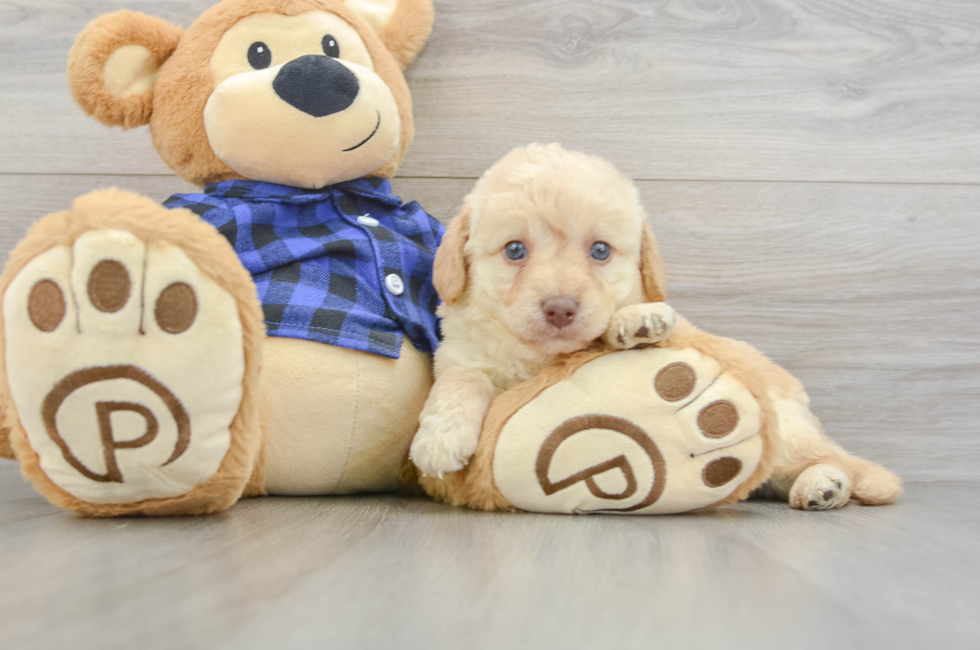 7 week old Mini Labradoodle Puppy For Sale - Seaside Pups