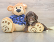 5 week old Mini Labradoodle Puppy For Sale - Seaside Pups