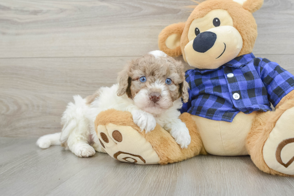 Little Labrapoo Poodle Mix Puppy