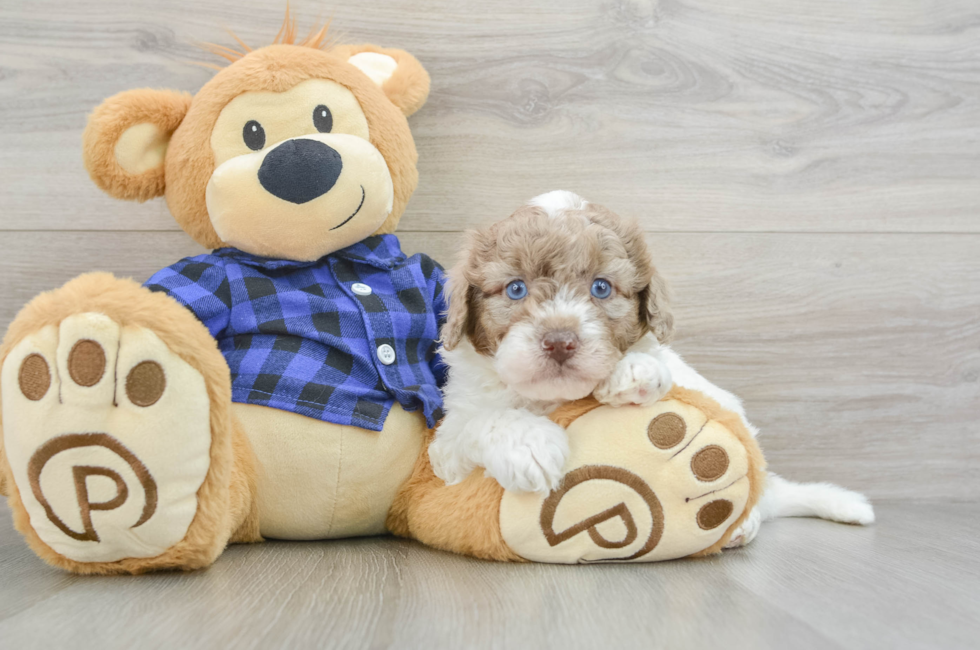 6 week old Mini Labradoodle Puppy For Sale - Seaside Pups