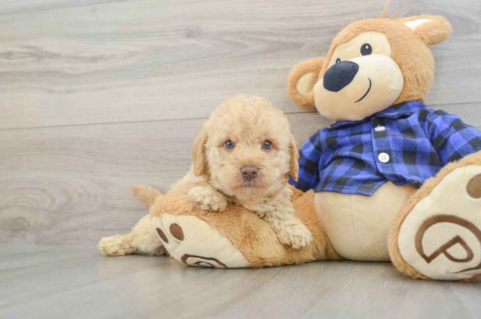 7 week old Mini Labradoodle Puppy For Sale - Seaside Pups