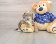 7 week old Mini Labradoodle Puppy For Sale - Seaside Pups