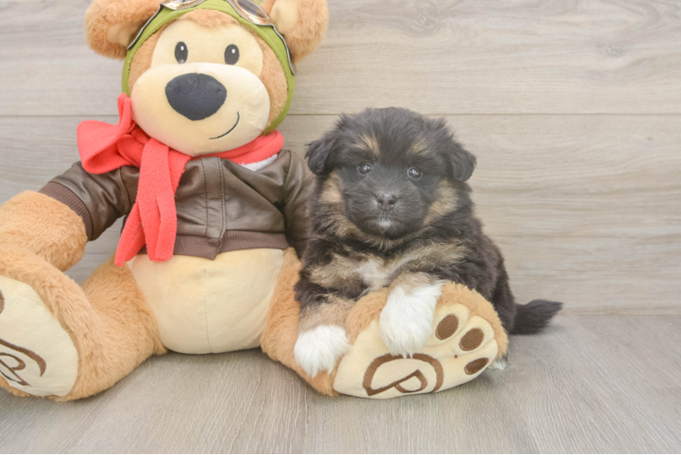 Cute Mini Pomskydoodle Baby