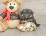 5 week old Mini Pomskydoodle Puppy For Sale - Seaside Pups