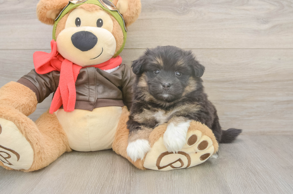 5 week old Mini Pomskydoodle Puppy For Sale - Seaside Pups