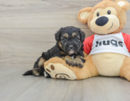 5 week old Mini Pomskydoodle Puppy For Sale - Seaside Pups