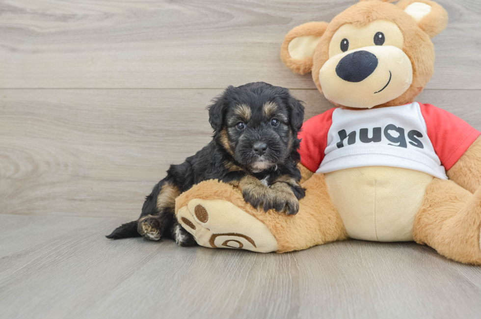 6 week old Mini Pomskydoodle Puppy For Sale - Seaside Pups
