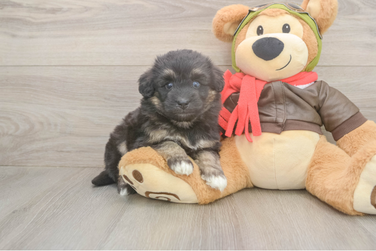 Mini Pomskydoodle Pup Being Cute