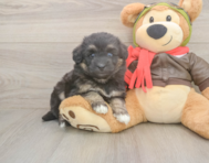 5 week old Mini Pomskydoodle Puppy For Sale - Seaside Pups