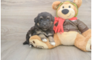 Mini Pomskydoodle Pup Being Cute