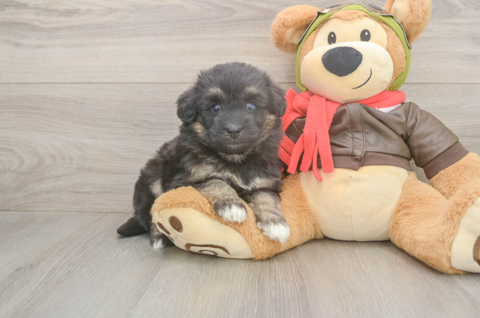 5 week old Mini Pomskydoodle Puppy For Sale - Seaside Pups