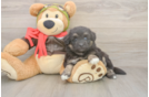 Smart Mini Pomskydoodle Poodle Mix Pup