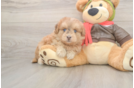 Mini Pomskydoodle Puppy for Adoption