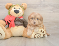 5 week old Mini Pomskydoodle Puppy For Sale - Seaside Pups