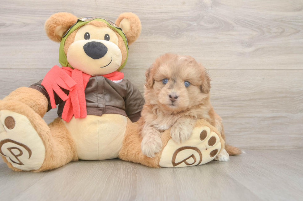 5 week old Mini Pomskydoodle Puppy For Sale - Seaside Pups