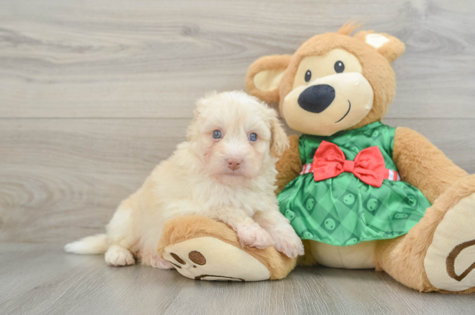 6 week old Mini Pomskydoodle Puppy For Sale - Seaside Pups