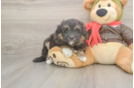 Best Mini Pomskydoodle Baby
