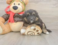 5 week old Mini Pomskydoodle Puppy For Sale - Seaside Pups