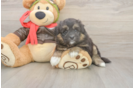 Funny Mini Pomskydoodle Poodle Mix Pup